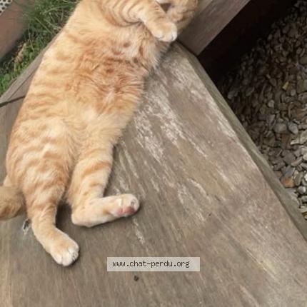 Photo 1/1 Noisette Chat lost in Saint gilles