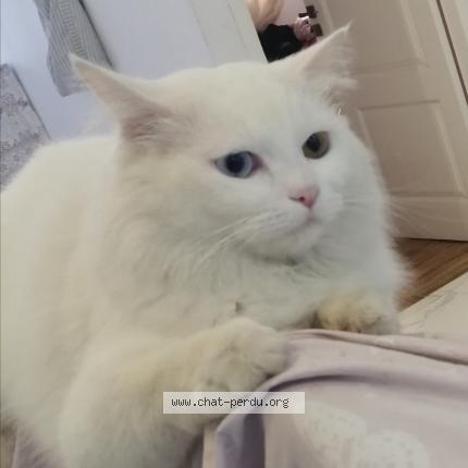 Photo 1/1 Minou Chat lost in Oran