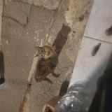 Picture of cat found at Marseille