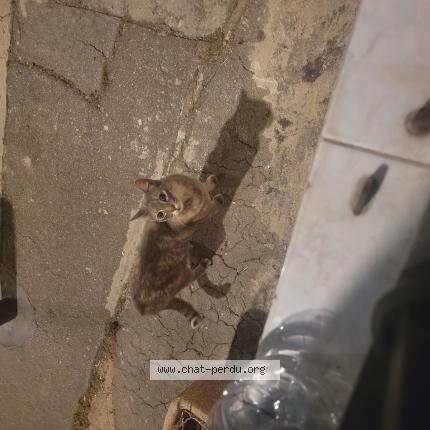 Photo 1/1 Found cat Found in Marseille