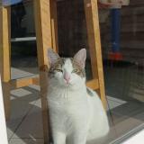 Picture of cat lost at Fermanville