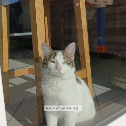 Photo 1/1 Cat reunited Lost in Fermanville