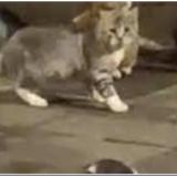 Picture of cat found at Bruxelles Ville