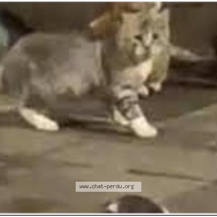 Photo 1/1 Found cat Found in Bruxelles ville