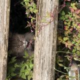 Picture of cat found at Saint Illiers