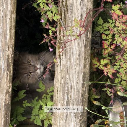 Photo 1/1 Cat reunited Found in Saint illiers