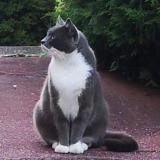 Picture of cat lost at Saint Etienne