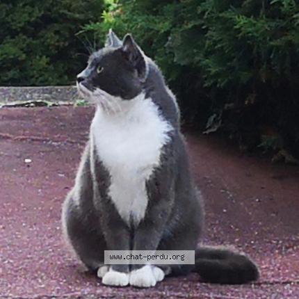 Photo 1/1 Chaussette Chat lost in Saint etienne