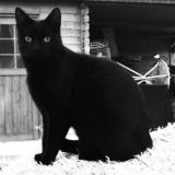 Picture of cat lost at Aigues Mortes