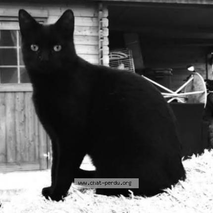 Photo 1/1 SNOOP Chat lost in Aigues mortes