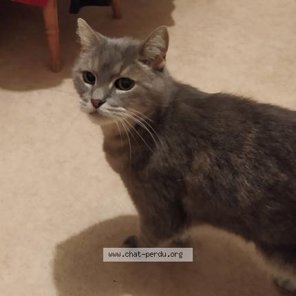 Photo 1/1 EDEN Chat lost in Saint cyr sur loire