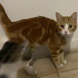 Picture of cat found at Roubaix