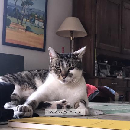 Photo 1/1 Olga Chat lost in Valempoulieres