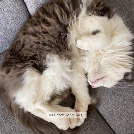 Photo 1/1 Fraise Chat lost in Voglans