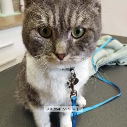 Photo 1/1 Simba Chat lost in Aulnay sous bois