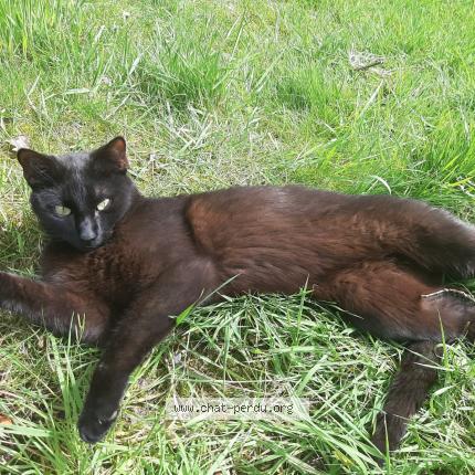 Photo 1/1 Bagherra Chat lost in La chapelle des fougeretz