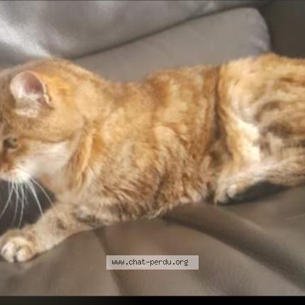 Photo 1/1 Lucky Chat lost in Saint chamond