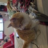 Picture of cat found at Grenoble