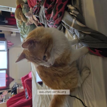 Photo 1/1 Found cat Found in Grenoble