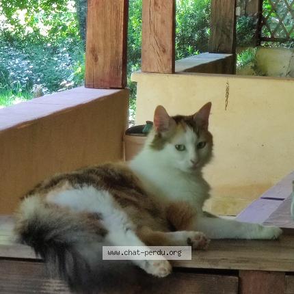 Photo 1/1 Found cat Found in Archignac