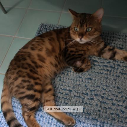 Photo 1/1 Tom Chat lost in Chavannes les grands