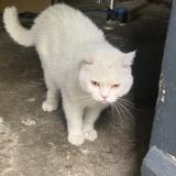 Picture of cat found at Gaillard