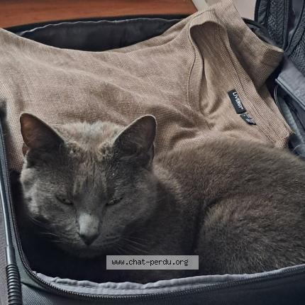 Photo 1/1 TIGRI Chat lost in Beaurains