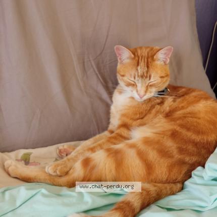 Photo 1/1 Om&eacute;ga Chat lost in Plumelec