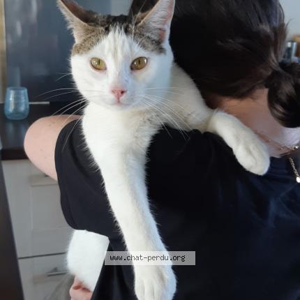 Photo 1/1 bucky Chat lost in Quesnoy sur deule