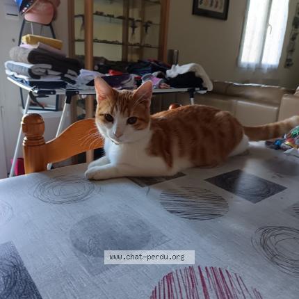 Photo 1/1 Émilie Chat lost in La fleche