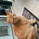 Picture of cat found at Lille