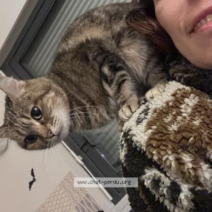 Photo 1/1 Jade Chat lost in Verneuil sur avre