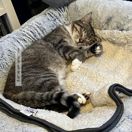 Photo 2/4 Snow Chat lost in Manthelon