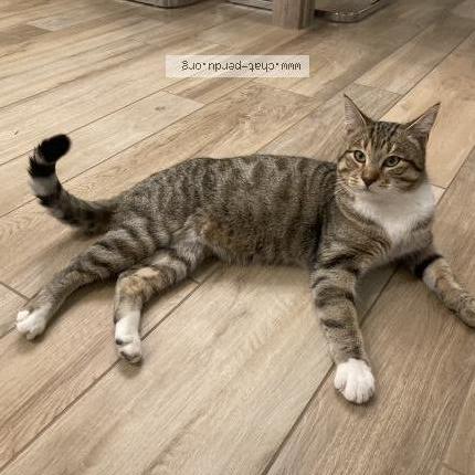 Photo 3/4 Snow Chat lost in Manthelon