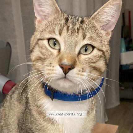 Photo 4/4 Snow Chat lost in Manthelon