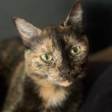 Picture of cat lost at Le Mans