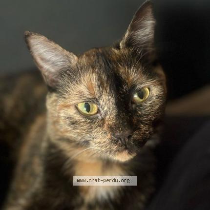 Photo 1/1 Kitty Chat lost in Le mans