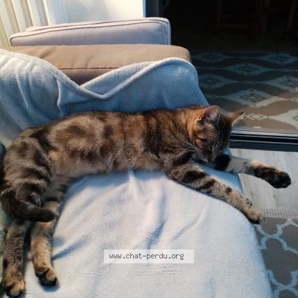 Photo 1/1 Kiki Chat lost in Le havre