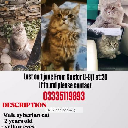 Photo 1/1 Smokey Chat lost in Islamabad