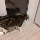 Picture of cat lost at Hudimesnil