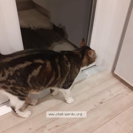 Photo 1/1 Cat reunited Lost in Hudimesnil