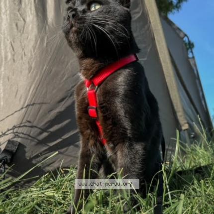 Photo 1/1 Kim Chat lost in Ormes