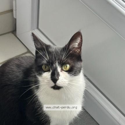 Photo 1/1 Lili Chat lost in Limoges