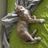 Picture of cat found at Grenoble Vallier Catane