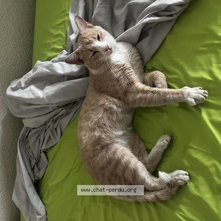 Photo 1/1 Found cat Found in Grenoble vallier catane