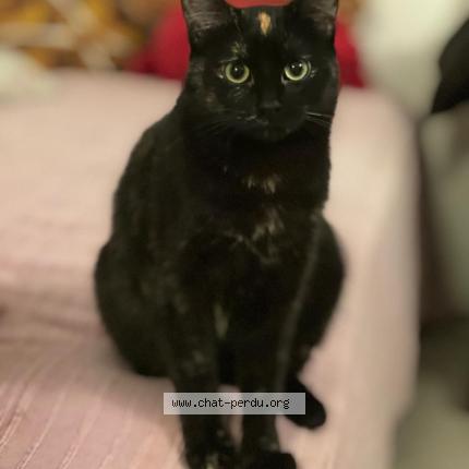 Photo 1/1 Minuit Chat lost in Paris