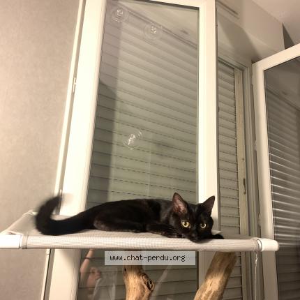 Photo 1/1 Molly Chat lost in Orleans