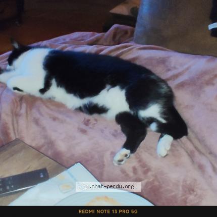 Photo 1/1 Léo Chat lost in Salles