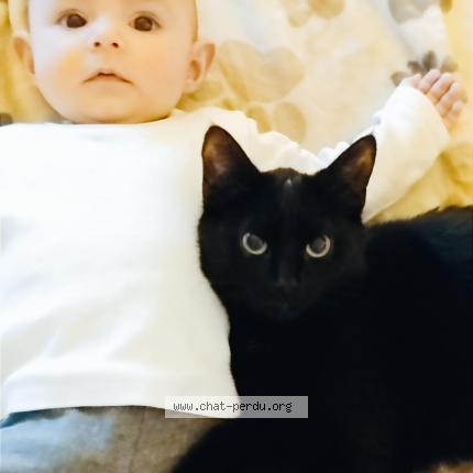 Foto einer verlorenen Katze in Sanem