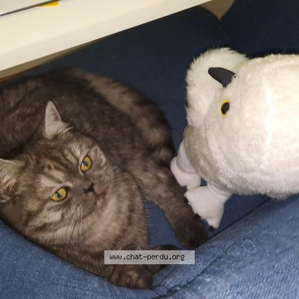 Photo 1/1 Suchi Chat lost in Chardonne